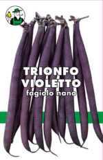 FAGIOLO TRIONFO VIOLETTO