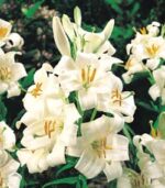 GIGLIO DI SANT'ANTONIO