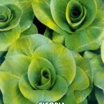 CICORIA A GRUMOLO BIONDA