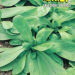 VALERIANA D'OLANDA A SEME PICCOLO