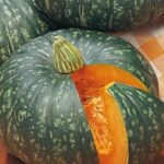 ZUCCA DELICA F1