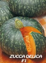 ZUCCA DELICA F1