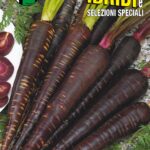 CAROTA VIOLA PURPLE SUN F1