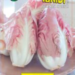 CICORIA ROSA MANTOVANA