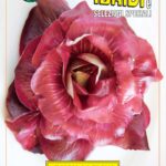 CICORIA ROSA ISONTINA