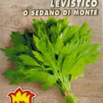 LEVISTICO O SEDANO DI MONTAGNA