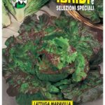 LATTUGA AMALFI F1 (CANASTA SCURA)