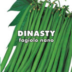 FAGIOLO NANO MANGIATUTTO DINASTY