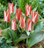 CONFEZIONE TULIPANI BOTANICI 12+ DA 7 BULBI - immagine 2