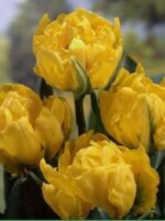 CONFEZIONE TULIPANI DOPPI 12+ DA 7 BULBI - immagine 2