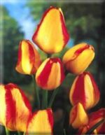 CONFEZIONE TULIPANI MULTIFLORA 12+ DA 7 BULBI - immagine 2