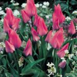 CONFEZIONE TULIPANI MULTIFLORA 12+ DA 7 BULBI