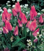 CONFEZIONE TULIPANI MULTIFLORA 12+ DA 7 BULBI