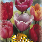 CONFEZIONE TULIPANI CRISPA 12+ DA 7 BULBI