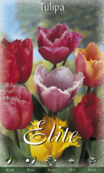 CONFEZIONE TULIPANI CRISPA 12+ DA 7 BULBI