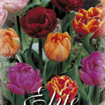 CONFEZIONE TULIPANI DOPPI 12+ DA 7 BULBI