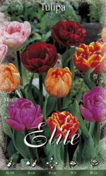 CONFEZIONE TULIPANI DOPPI 12+ DA 7 BULBI