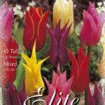 CONFEZIONE TULIPANI A GIGLIO 12+ DA 7 BULBI