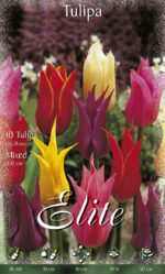 CONFEZIONE TULIPANI A GIGLIO 12+ DA 7 BULBI