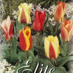 CONFEZIONE TULIPANI BOTANICI 12+ DA 7 BULBI