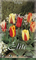 CONFEZIONE TULIPANI BOTANICI 12+ DA 7 BULBI