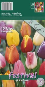 CONFEZIONE TULIPANI STELO LUNGO 12+ DA 7 BULBI - immagine 2