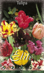 CONFEZIONE TULIPANI PAPPAGALLO 12+ DA 7 BULBI