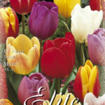 CONFEZIONE TULIPANI STELO LUNGO 12+ DA 7 BULBI