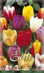 CONFEZIONE TULIPANI STELO LUNGO 12+ DA 7 BULBI