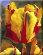 CONFEZIONE TULIPANI PAPPAGALLO 12+ DA 7 BULBI - immagine 2